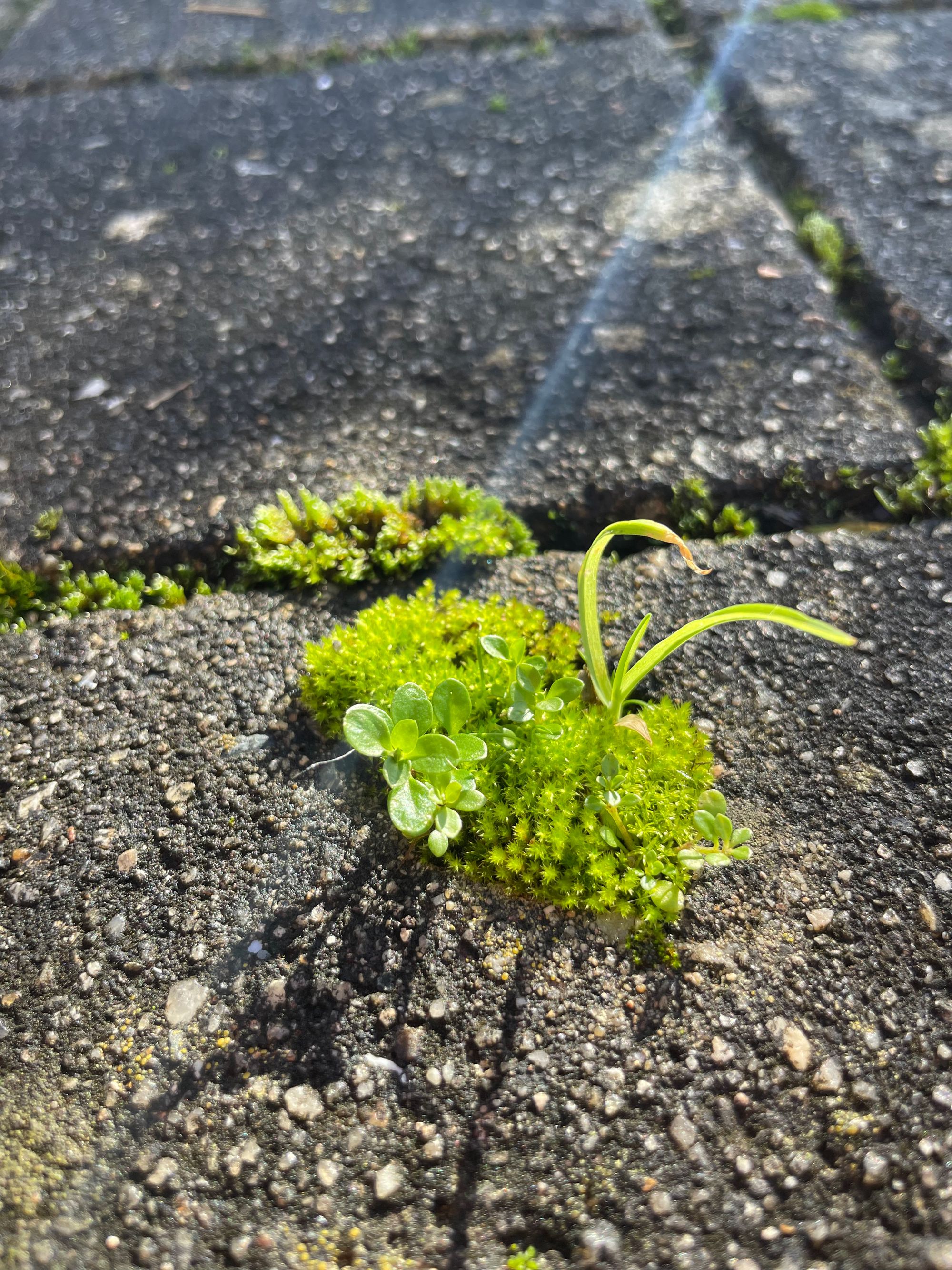 Ervas Daninhas - Weeds