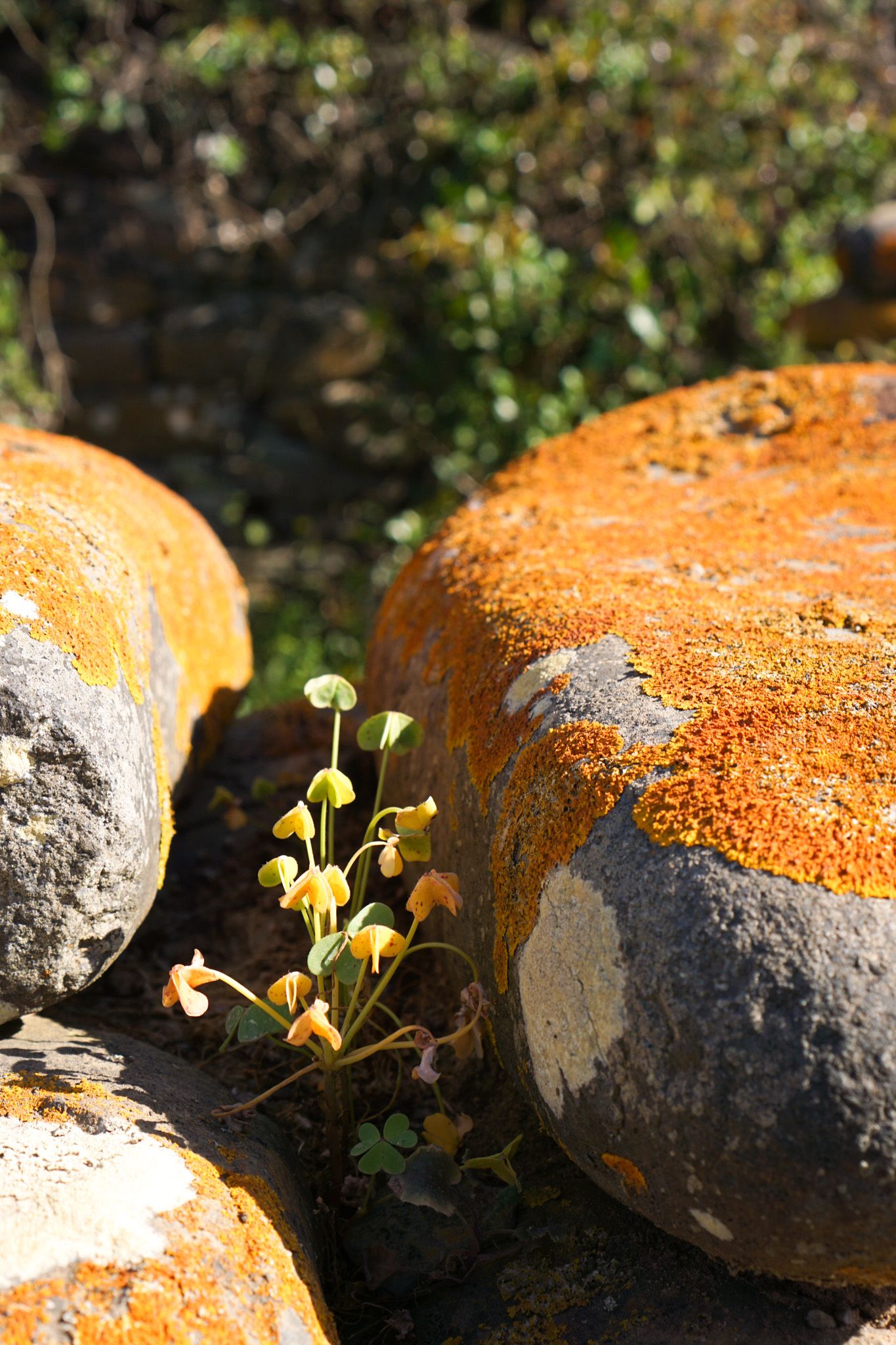 lichen stone heart <3