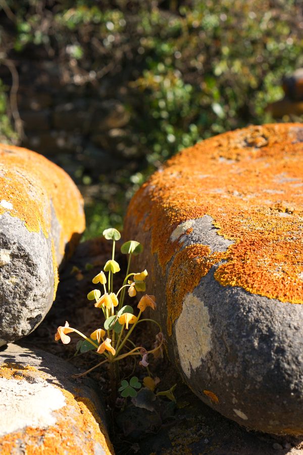 lichen stone heart <3